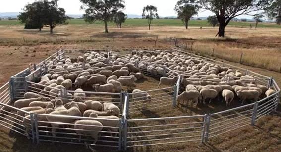 Sheep Fence Panels For Sale