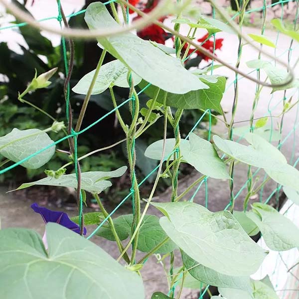 Climbing rattan net planting net 